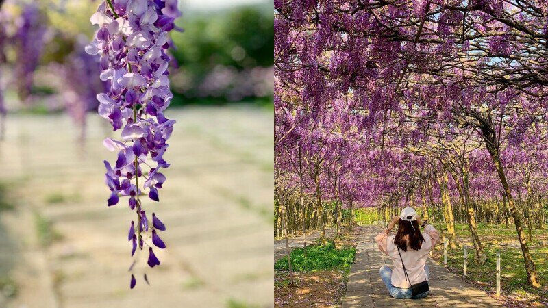 淡水紫藤花園