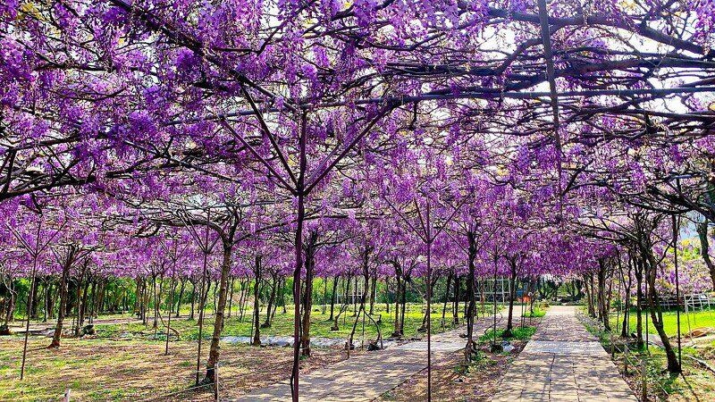 淡水紫藤花園