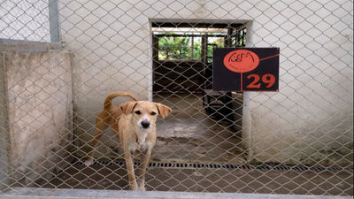 流浪動物