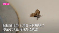 浴室小飛蟲-蛾蚋